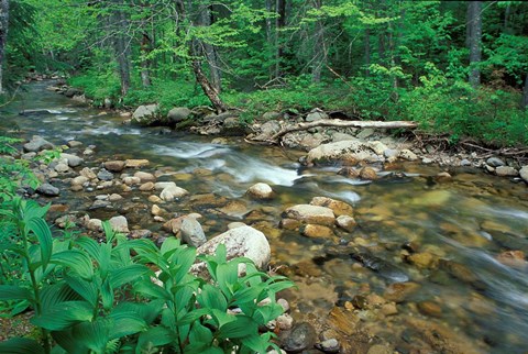 Framed False Hellebore, Lyman Brook, The Nature Conservancy&#39;s Bunnell Tract, New Hampshire Print