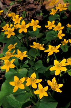 Framed Urban Forestry Center, Marsh Marigolds, Portsmouth, New Hampshire Print