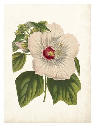 Framed Striking Hibiscus Print