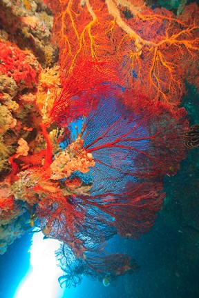 Framed Gorgonian Sea Fan, Marine life, Fiji Print