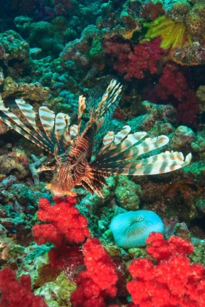 Framed Lionfish, Rainbow Reef, Taveuni Island, Fiji Print