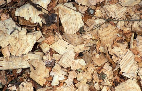 Framed Wood Chips on a TPL Property, Goshen, Connecticut Print