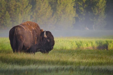 Framed Bison In Morning Light Print