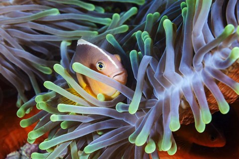 Framed Clownfish Print