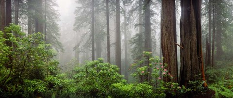 Framed Trees in Misty Forest Print