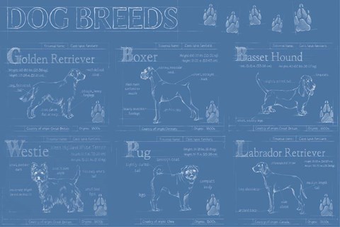 Framed Dog Breeds Infograph Print