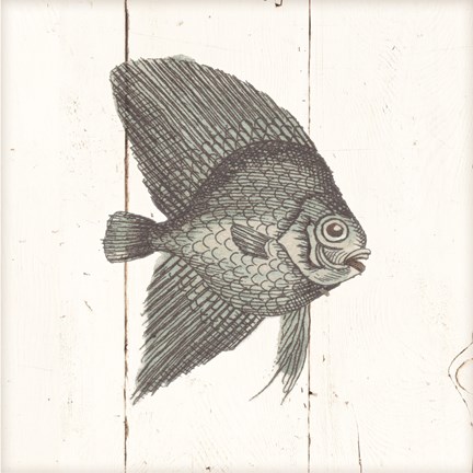 Framed Fish Sketches III Shiplap Print