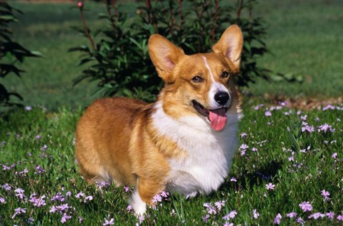 Framed Welsh Pembroke Corgi Sitting In Grass Print