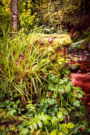 Framed Black Forest River Bank Print