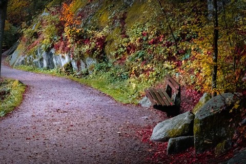 Framed Black Forest Path Print