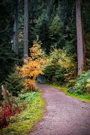 Framed Black Forest Path III Print