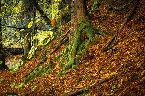 Framed Ancient Trees Print