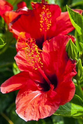 Framed Hibiscus, Tunisia Print