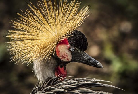 Framed Crowned Crane V Print