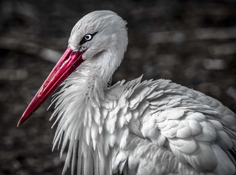 Framed Stork V Print