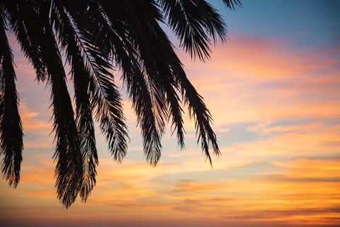 Framed Sunset Palms I Print