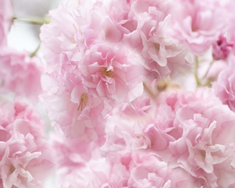 Framed Cherry Blossom Study IV Print