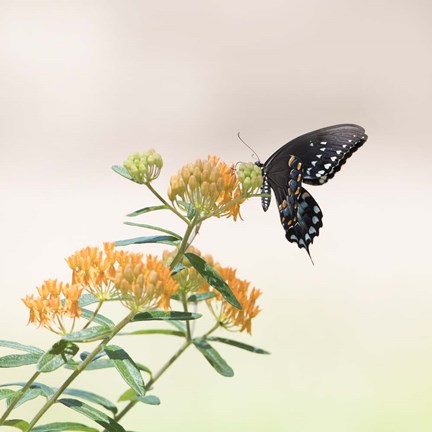 Framed Butterfly Portrait II Print