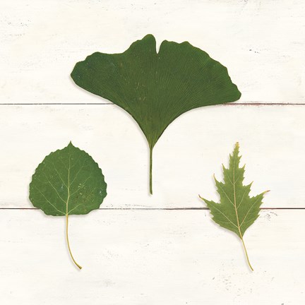 Framed Leaf Chart IV Shiplap Print