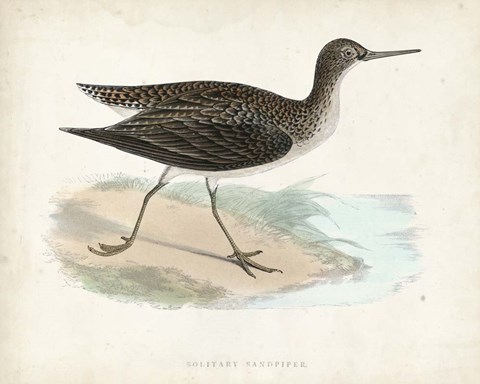 Framed Sandpiper VII Print