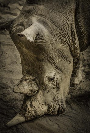 Framed Male Rhino Print