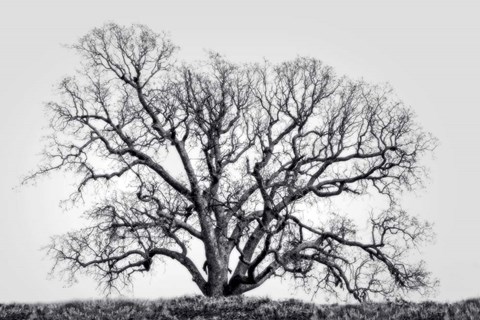 Framed Grand Oak Tree I Print