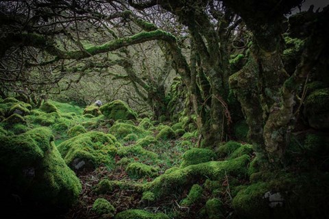 Framed Mossy Forest 9 Print