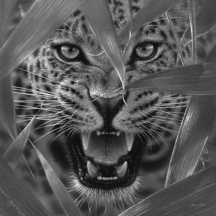 Framed Jaguar - Ambush - B&amp;W Print