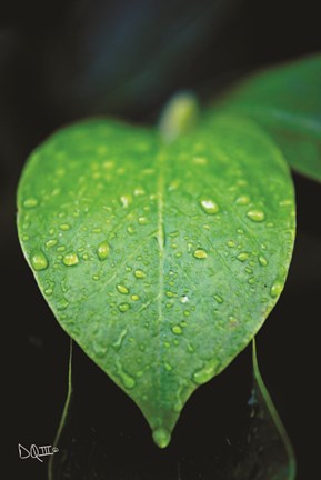 Framed Green Leaf Print