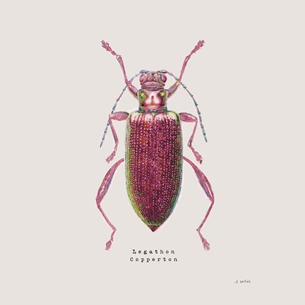 Framed Adorning Coleoptera VI Sq Claret Print