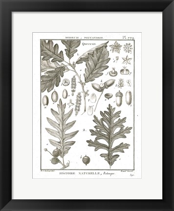 Framed Histoire Naturelle Botanique I Light Print