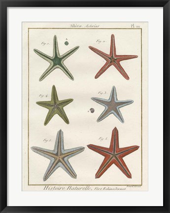 Framed Histoire Naturelle Starfish II Print