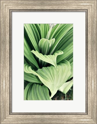 Framed Green Leaf Blooms I Print