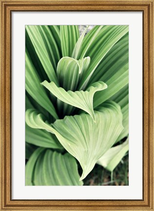 Framed Green Leaf Blooms I Print