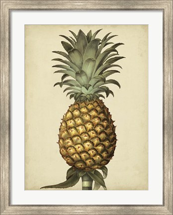 Framed Brookshaw Antique Pineapple I Print