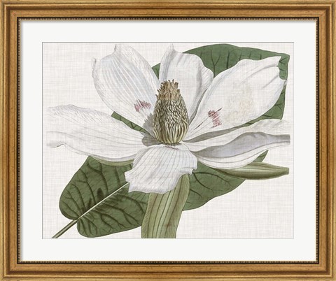 Framed Curtis Magnolia II Print