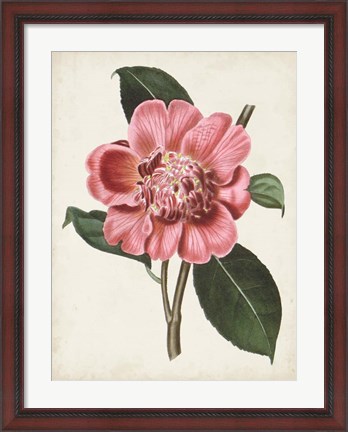 Framed Carnelian Blooms I Print