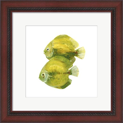 Framed Discus Fish II Print