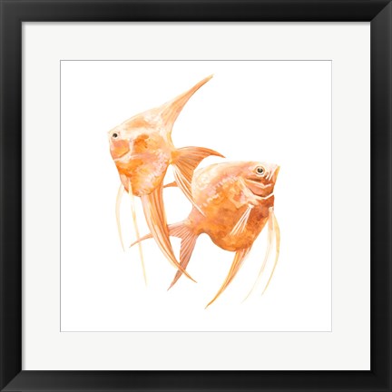 Framed Discus Fish IV Print