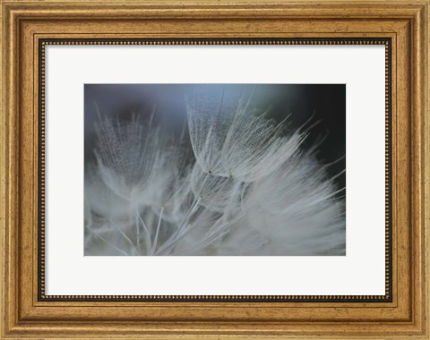 Framed Macro Dandilion VII Print