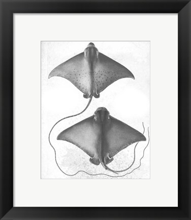 Framed Grey-Scale Stingrays I Print