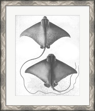 Framed Grey-Scale Stingrays I Print