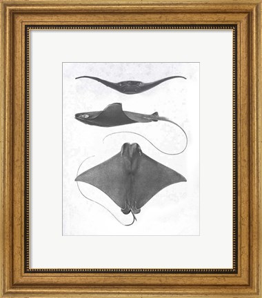 Framed Grey-Scale Stingrays II Print