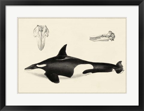 Framed Antique Whale Study I Print