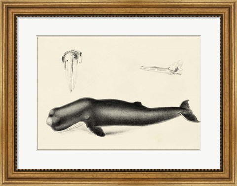 Framed Antique Whale Study II Print