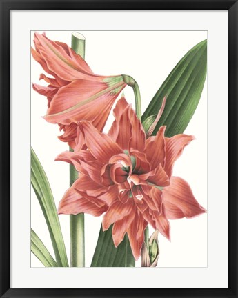 Framed Floral Beauty VII Print