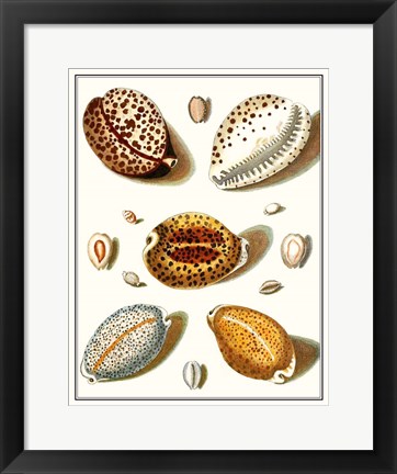 Framed Collected Shells III Print