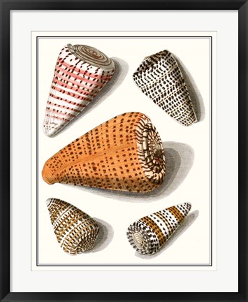 Framed Collected Shells IX Print