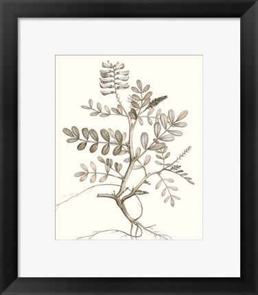Framed Neutral Botanical Study VI Print
