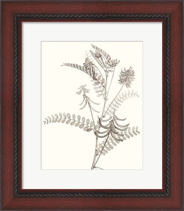 Framed Neutral Botanical Study VII Print